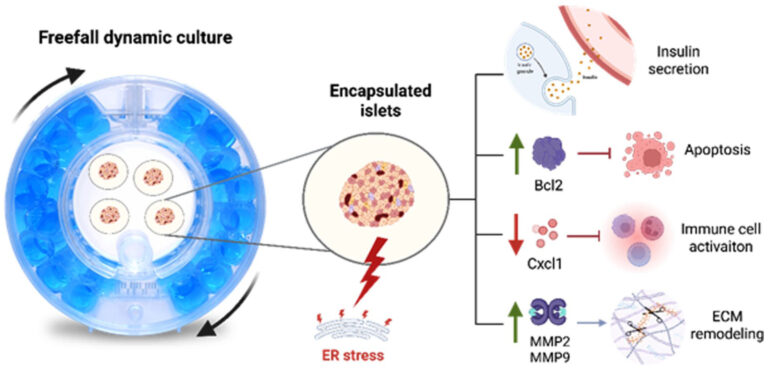 microenvironmental and culture conditions shape the fitness and plasticity of human islets.